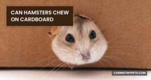 Can Hamsters Chew On Cardboard? Everything You Should Know