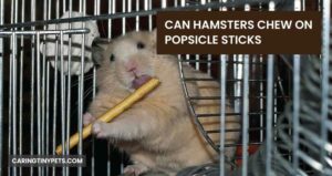 Can Hamsters Chew On Popsicle Sticks? A Complete Guide