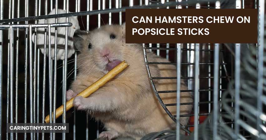 Can Hamsters Chew On Popsicle Sticks