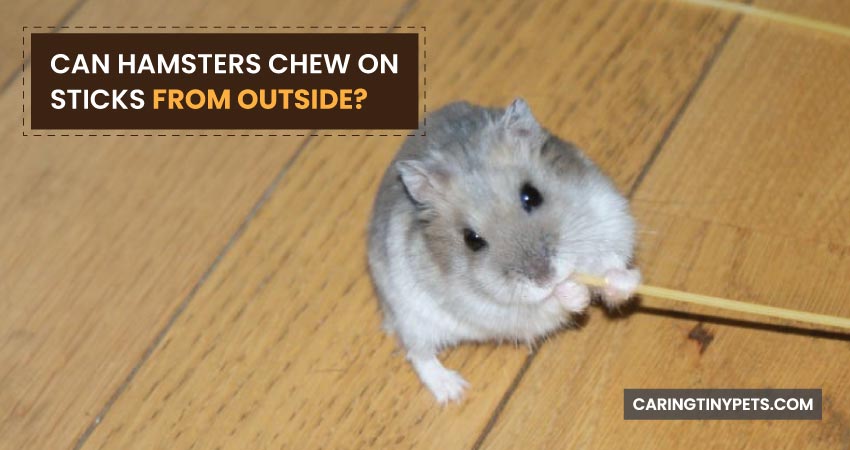 Can Hamsters Chew On Sticks From Outside