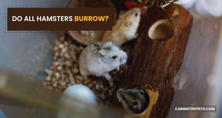 Do All Hamsters Burrow