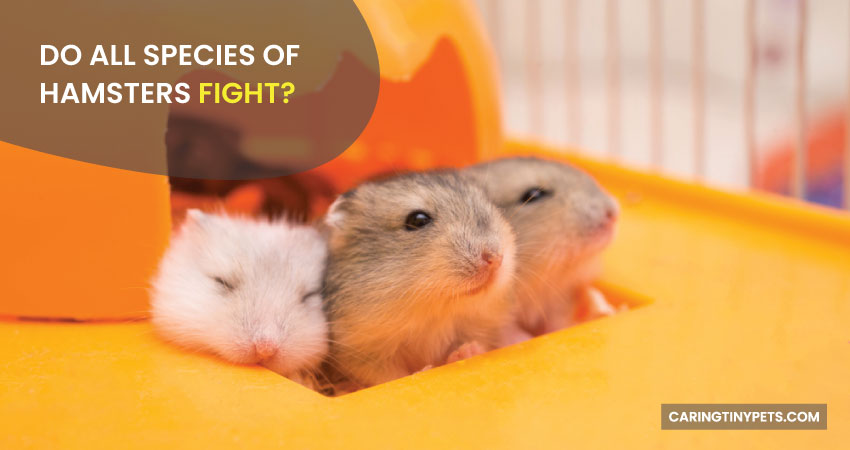 Do All Species Of Hamsters Fight