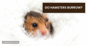 Do Hamsters Burrow? Everything you Should Know