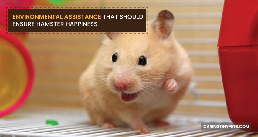 Environmental Assistance That Should Ensure Hamster Happiness