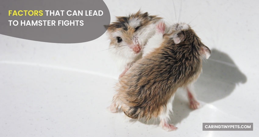 Factors That Can Lead To Hamster Fights