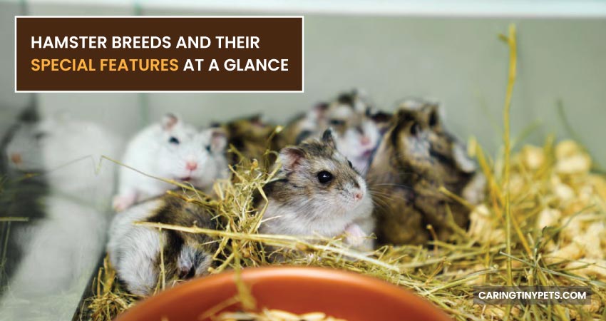 Hamster Breeds And Their Special Features at a Glance