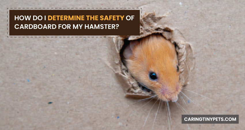 How Do I Determine The Safety Of Cardboard For My Hamster