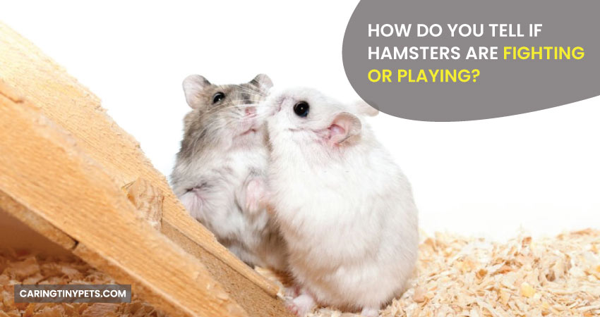 How Do You Tell If Hamsters Are Fighting Or Playing