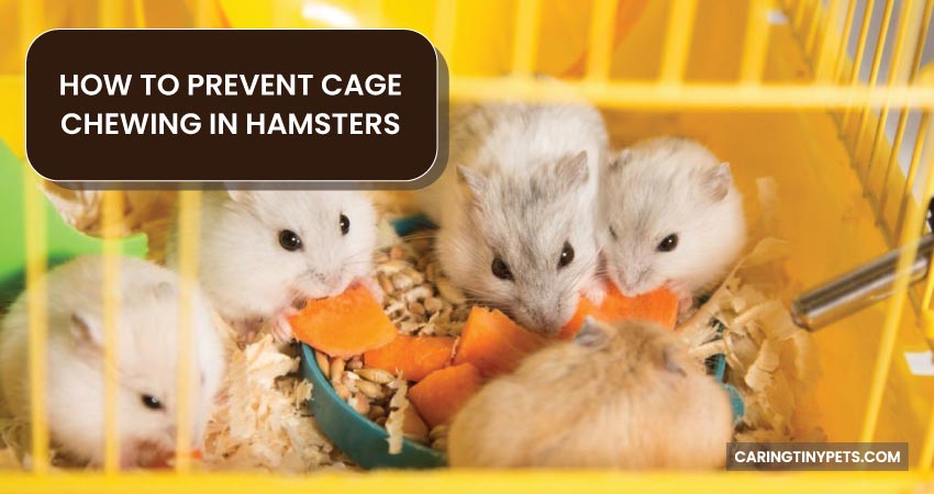 How to Prevent Cage Chewing in Hamsters