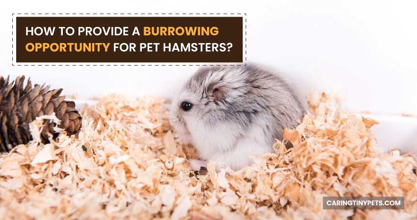 How to Provide a Burrowing Opportunity for Pet Hamsters