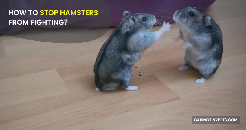 How to Stop Hamsters From Fighting