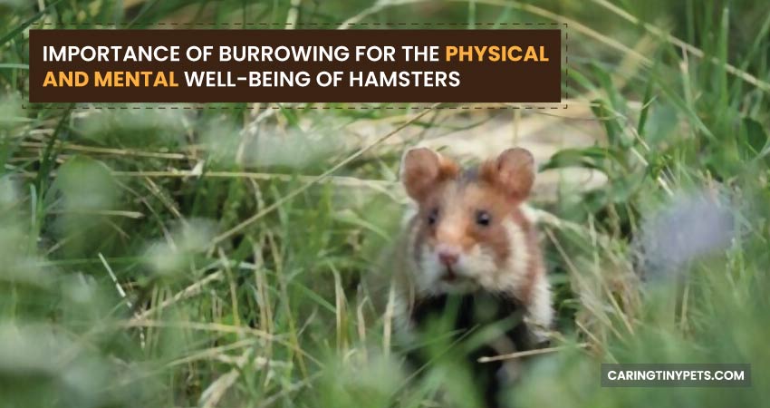 Importance of Burrowing for the Physical and Mental Well-Being of Hamsters