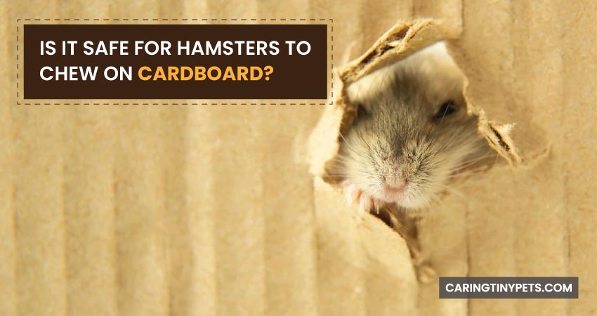 Is It Safe For Hamsters To Chew On Cardboard