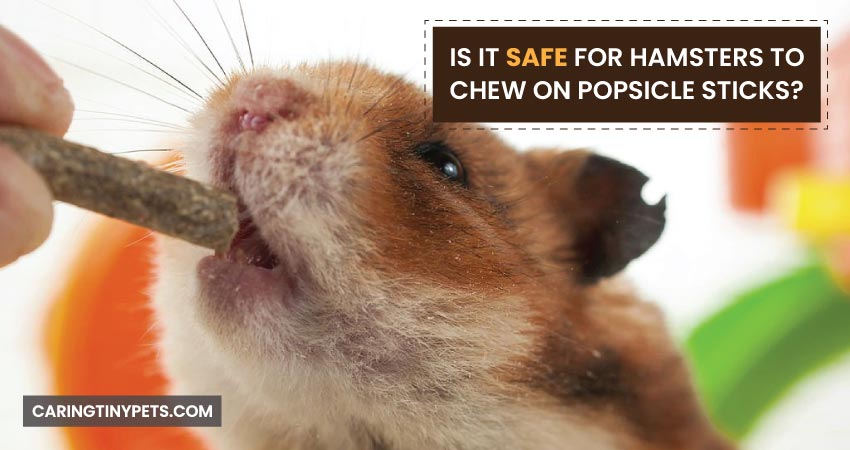 Is It Safe For Hamsters To Chew On Popsicle Sticks