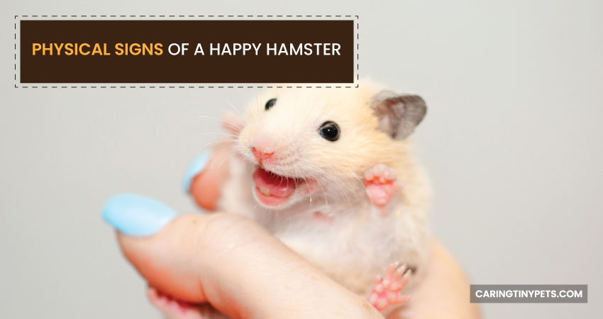 Physical Signs of a Happy Hamster