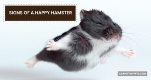 Signs Of A Happy Hamster: The Happiness Quotient for Your Little Furry
