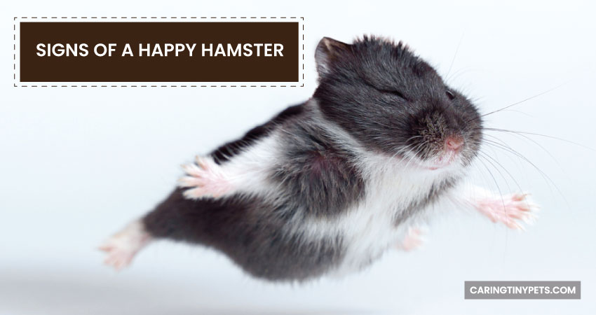 Signs Of A Happy Hamster