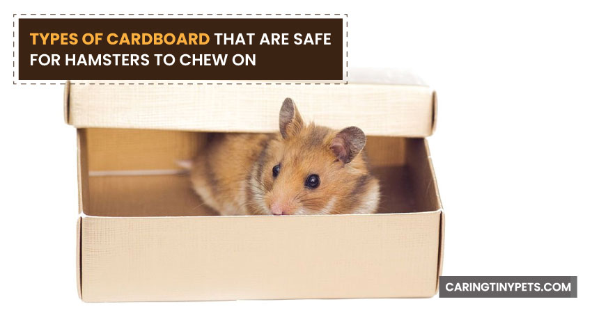 Types of Cardboard That Are Safe for Hamsters to Chew On