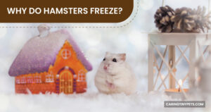 Why Do Hamsters Freeze? (Know The Fact-based Scientific Reasons)