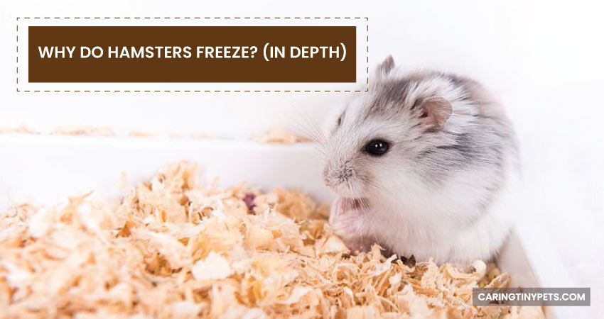 WHY-DO-HAMSTERS-FREEZE-IN-DEPTH