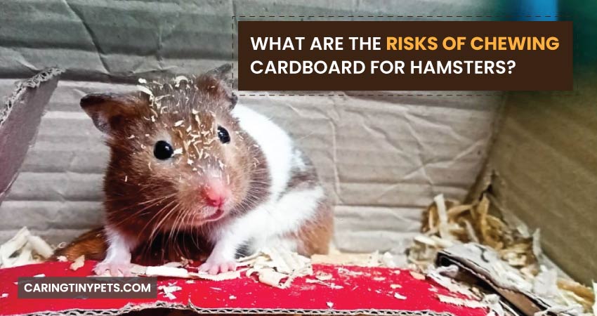 What Are The Risks Of Chewing Cardboard For Hamsters