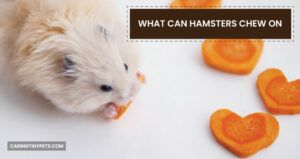What Can Hamsters Chew On? Everything You Need To Know