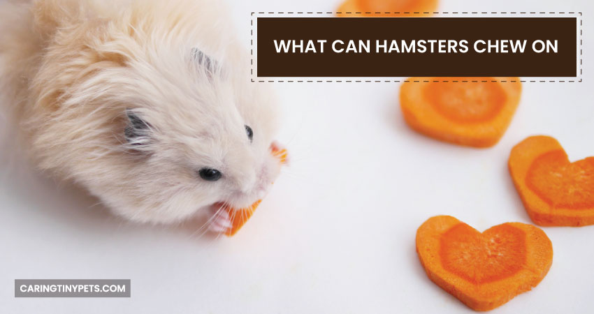 What Can Hamsters Chew On