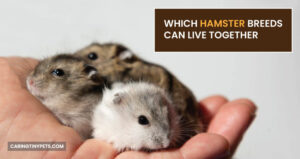 Which Hamster Breeds Can Live Together? The Full Guide