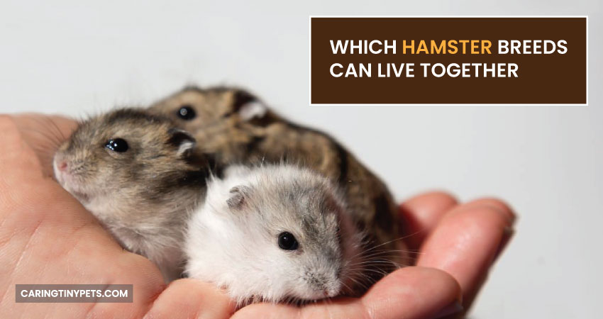 Which Hamster Breeds Can Live Together