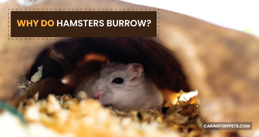 Why Do Hamsters Burrow