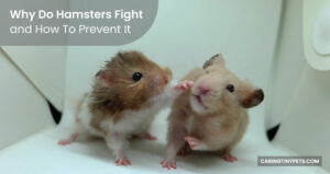 Why Do Hamsters Fight and How To Prevent It?