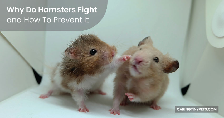 Why Do Hamsters Fight
