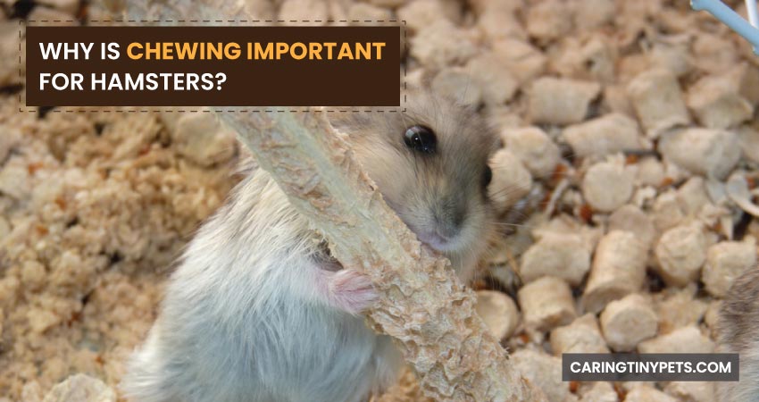 Why Is Chewing Important For Hamsters
