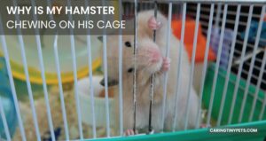 Why is My Hamster Chewing on His Cage? – The Surprising Reason