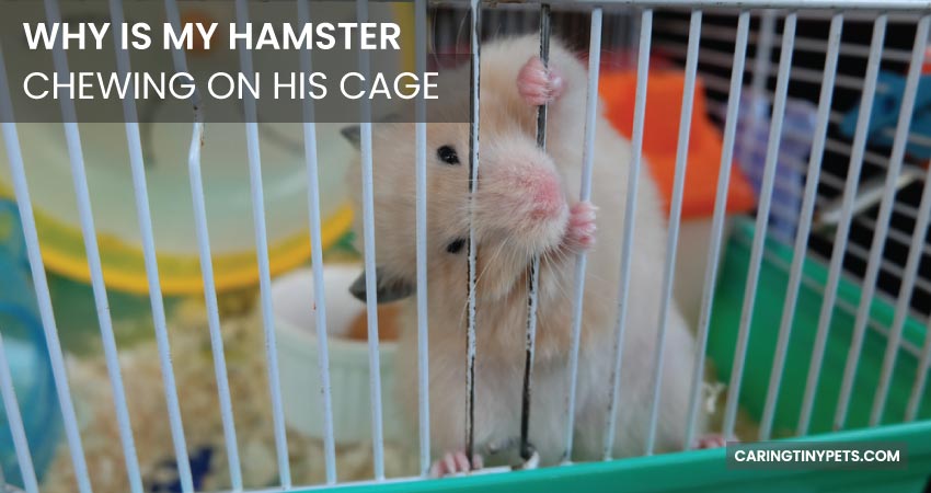 Why is My Hamster Chewing on His Cage