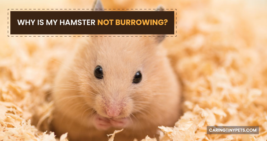 Why is My Hamster Not Burrowing