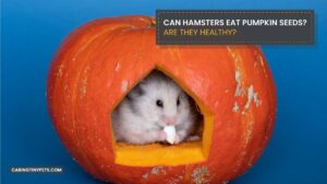Can Hamsters Eat Pumpkin Seeds? Are they Healthy?
