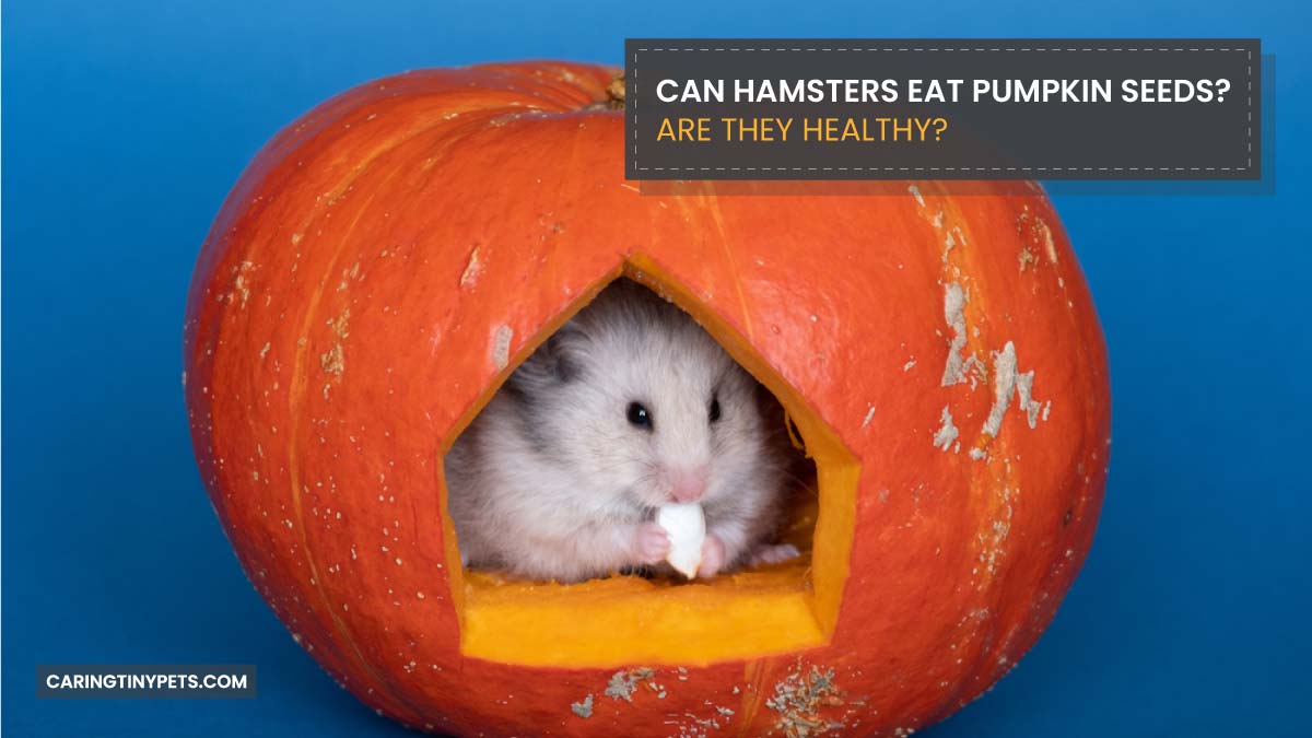 Can Hamsters Eat Pumpkin Seeds Are they Healthy