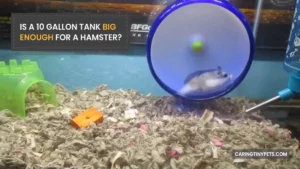 Is A 10 Gallon Tank Big Enough For A Hamster? What You Must Know!