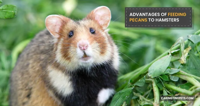 ADVANTAGES OF FEEDING PECANS TO HAMSTERS