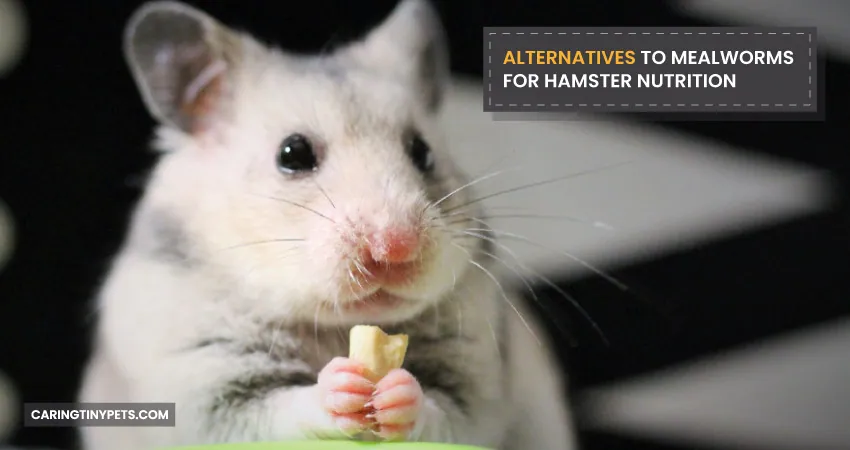ALTERNATIVES TO MEALWORMS FOR HAMSTER NUTRITION