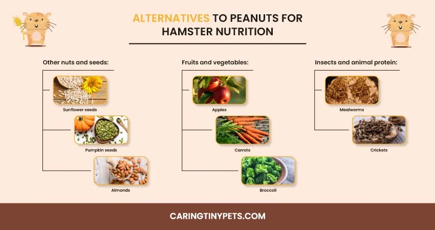 ALTERNATIVES TO PECANS FOR HAMSTER NUTRITION