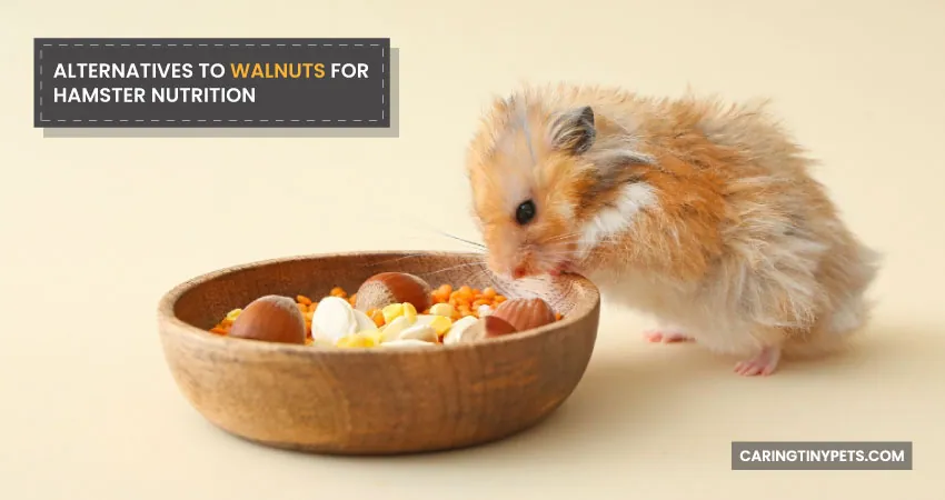 ALTERNATIVES TO WALNUTS FOR HAMSTER NUTRITION