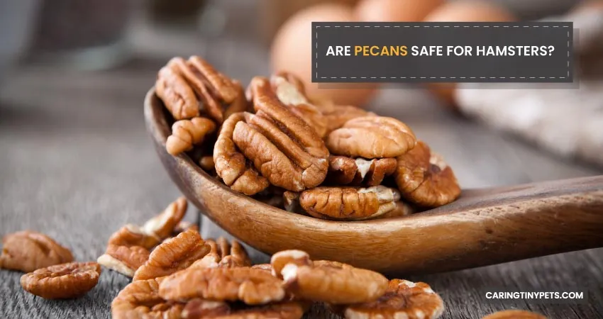 ARE PECANS SAFE FOR HAMSTERS