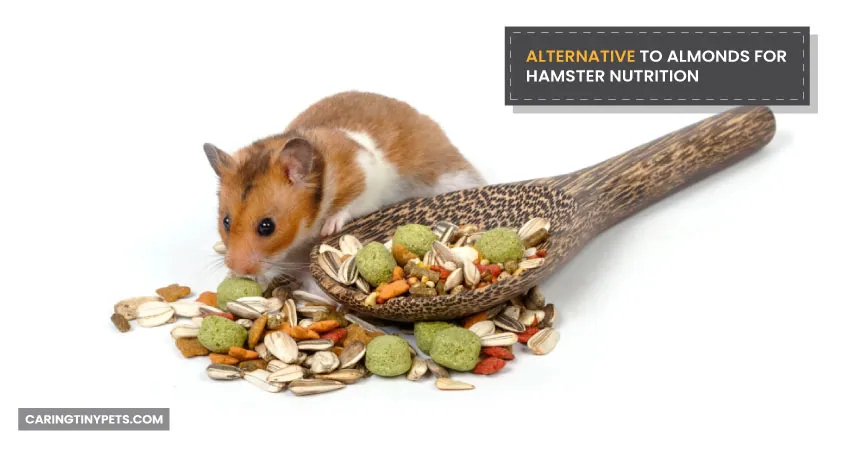 Alternative to Almonds for Hamster Nutrition