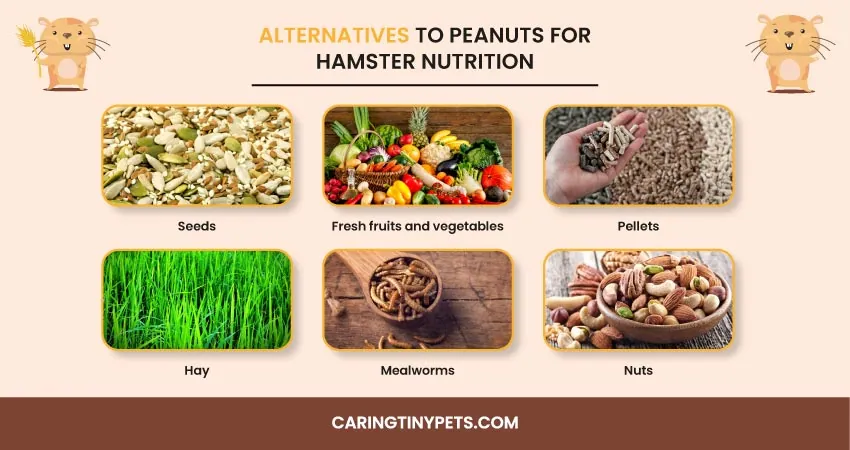 Alternatives To Peanuts for Hamster Nutrition