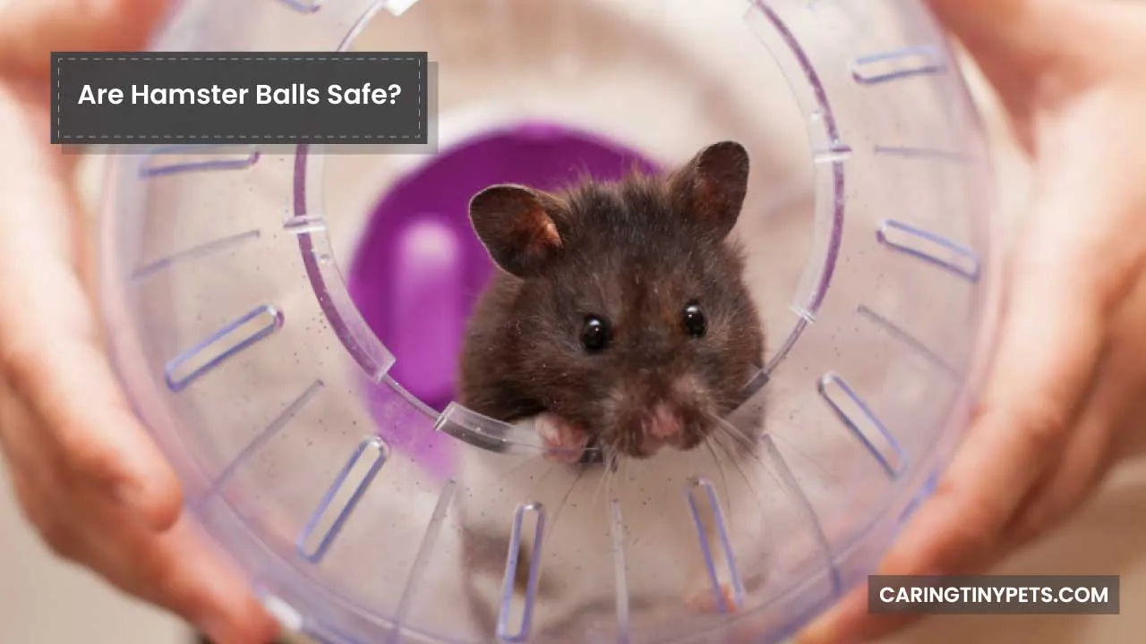 Are Hamster Balls Safe