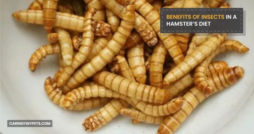 BENEFITS OF INSECTS IN A HAMSTERS DIET