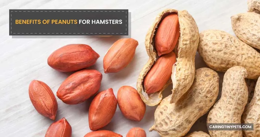 BENEFITS OF PEANUTS FOR HAMSTERS