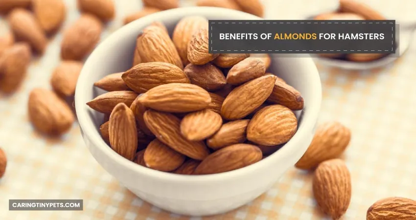 Benefits of Almonds for Hamsters